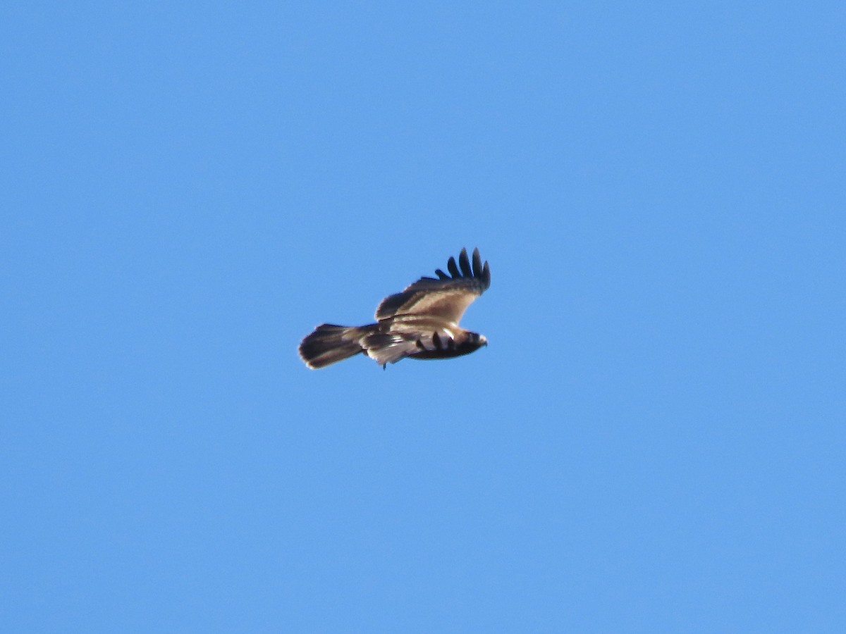 Booted Eagle - ML502333181