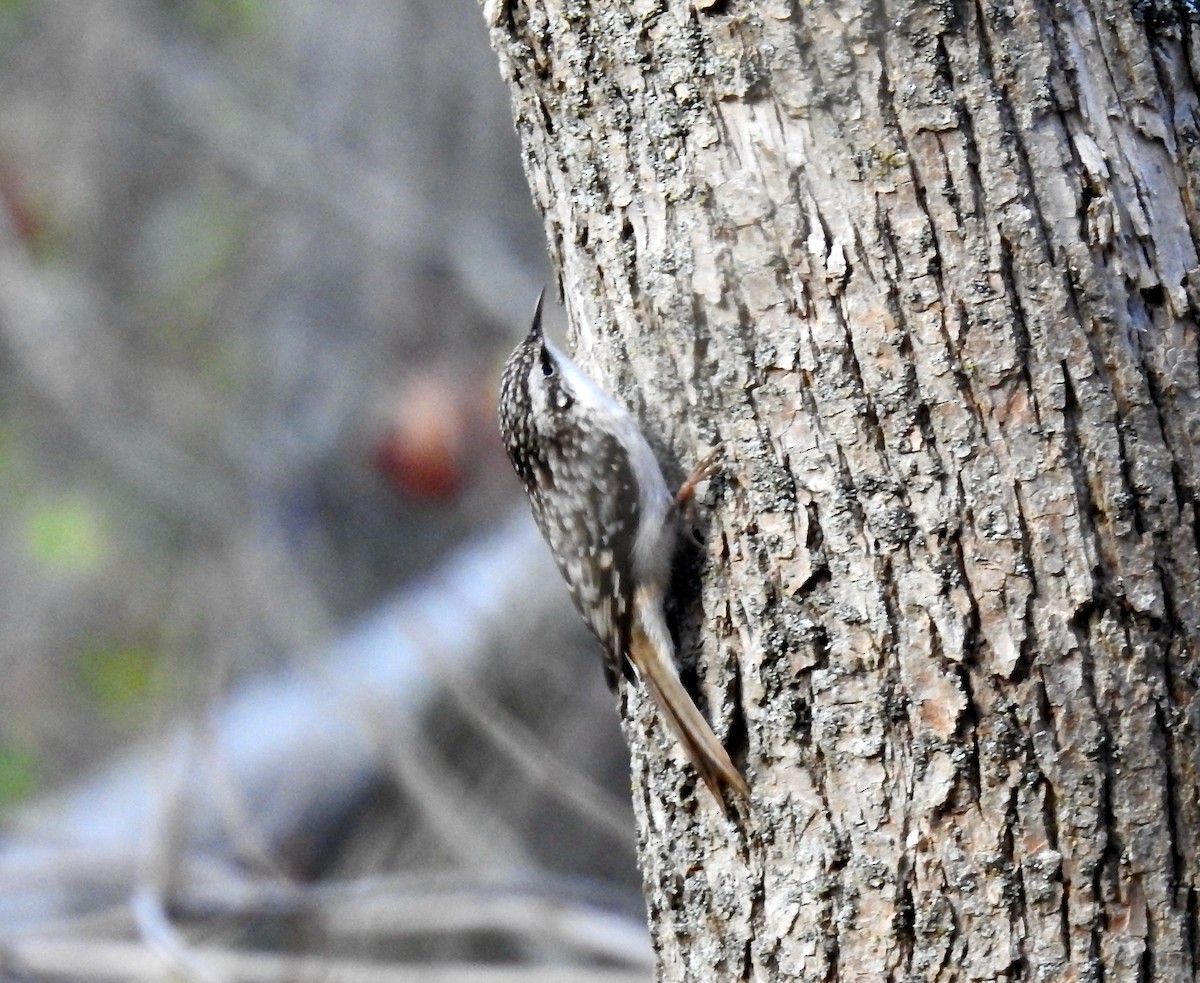 Brown Creeper - ML502333221