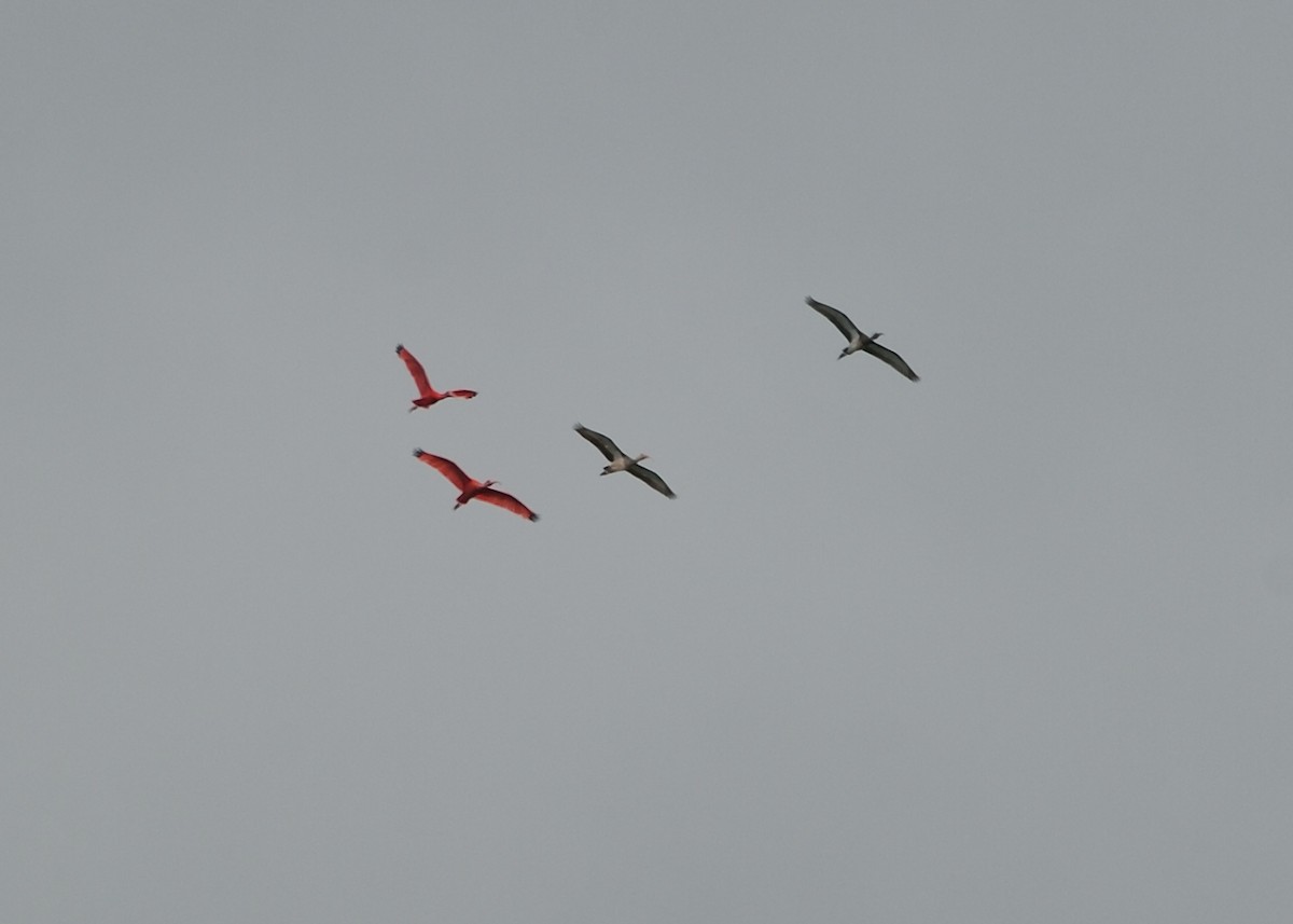 ibis rudý - ML502334831
