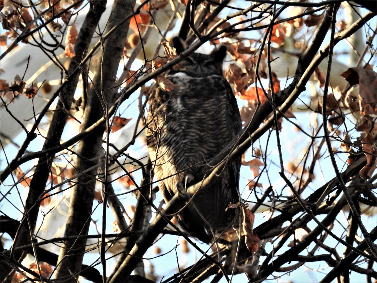 Great Horned Owl - ML502336791