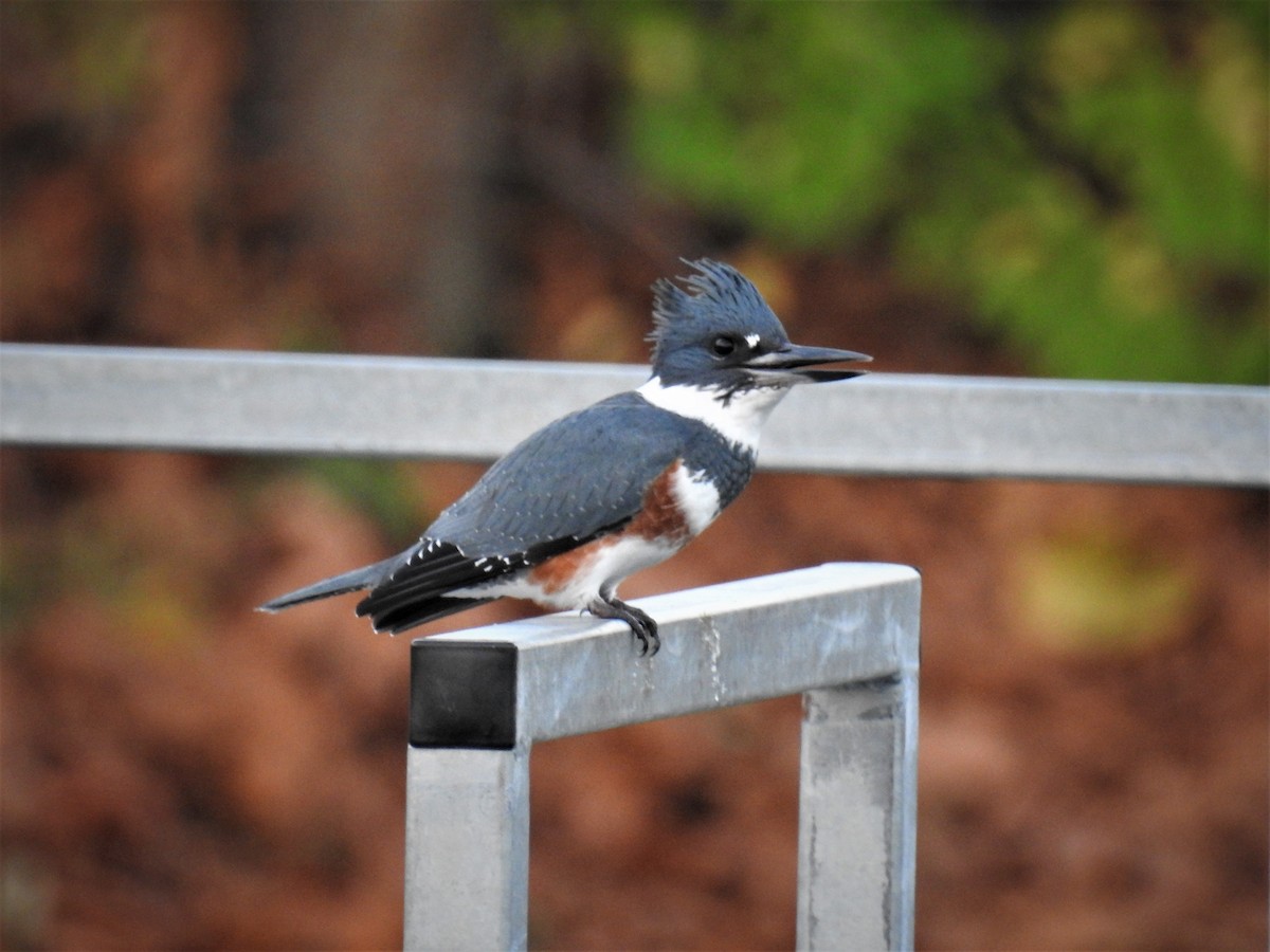 Belted Kingfisher - ML502337001