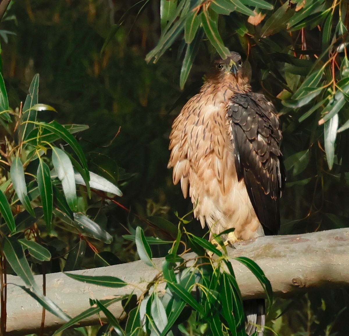 Black Goshawk - ML502337881