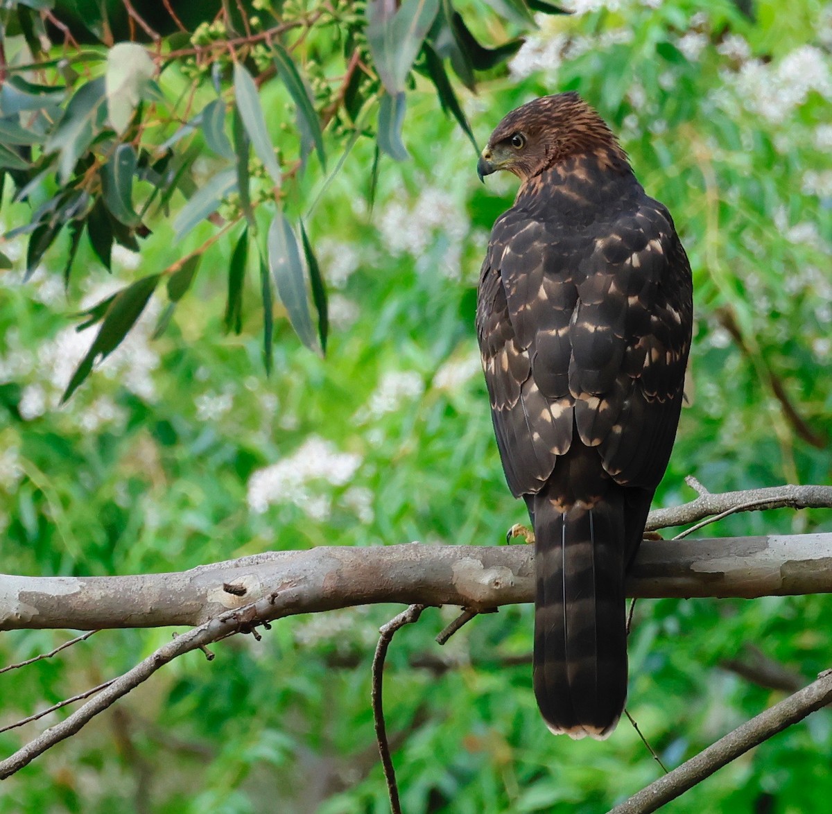 Black Goshawk - ML502337891