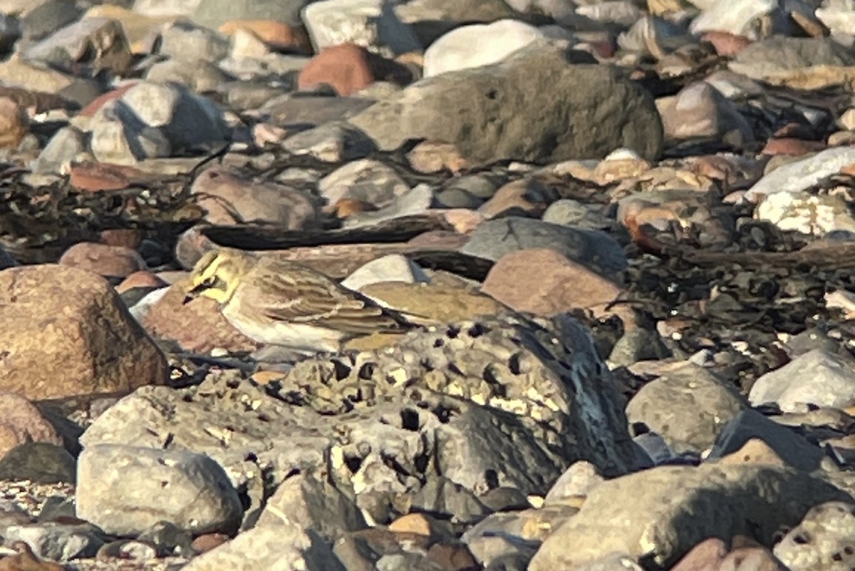 Horned Lark - ML502339011