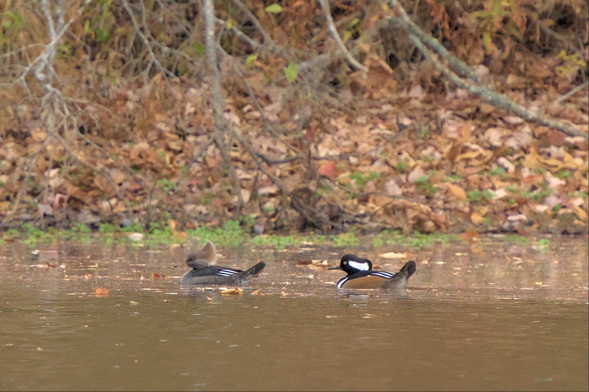 Hooded Merganser - ML502339911