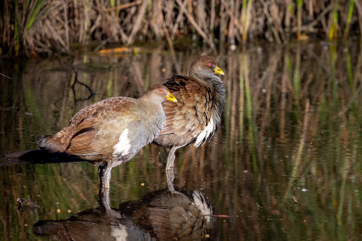 Tasmanian Nativehen - ML502339951