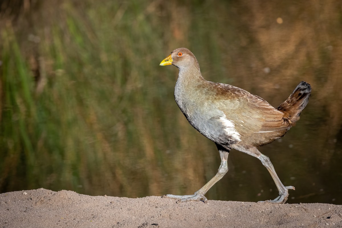 Grünfuß-Teichhuhn - ML502339981