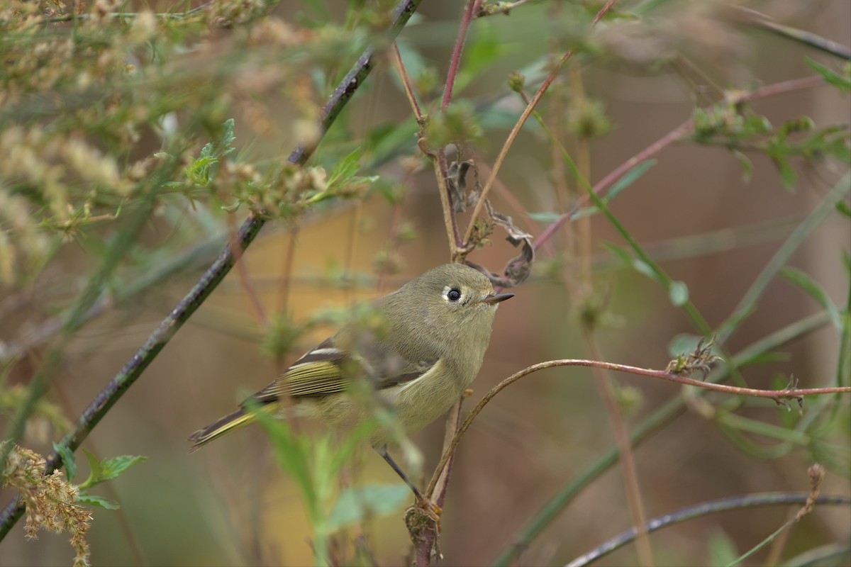 Ruby-crowned Kinglet - ML502340021