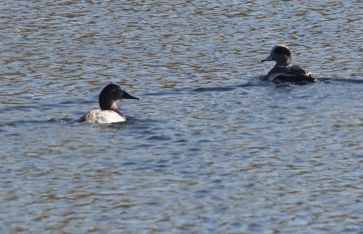 Canvasback - ML502340171