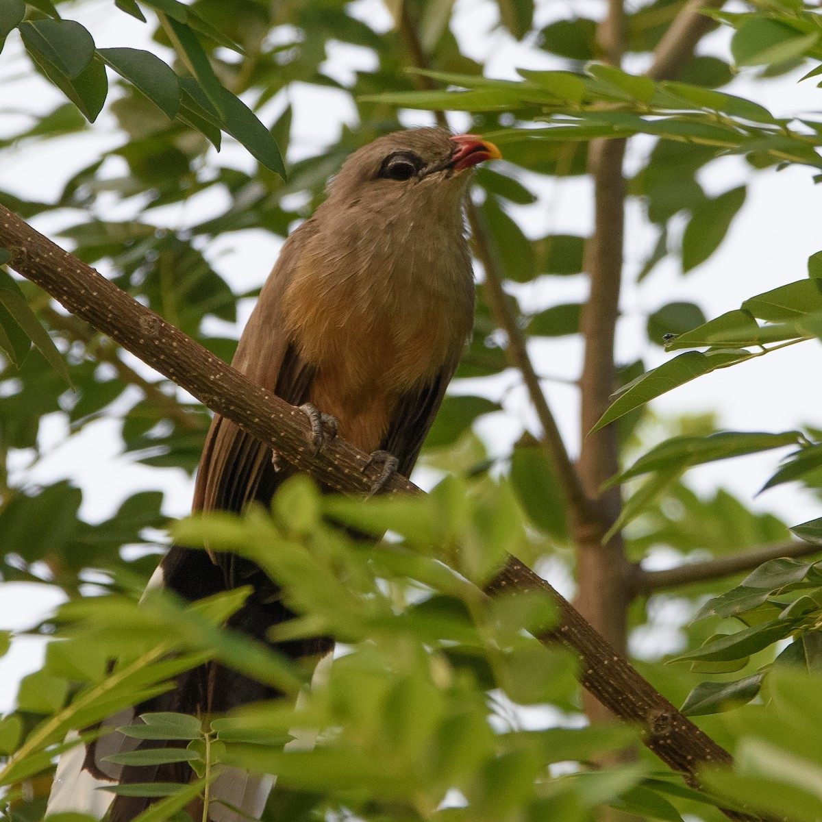 Sirkeer Malkoha - ML502340791