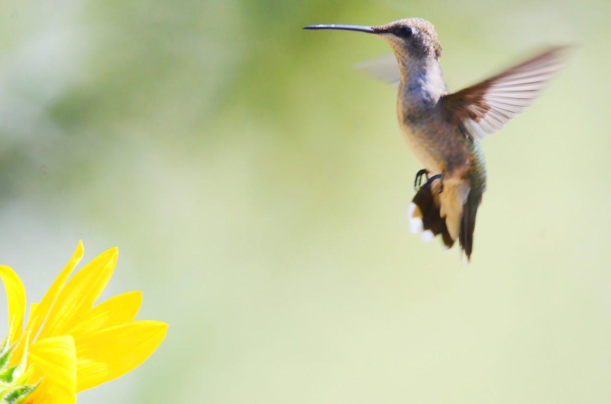 Black-chinned Hummingbird - Asher  Warkentin