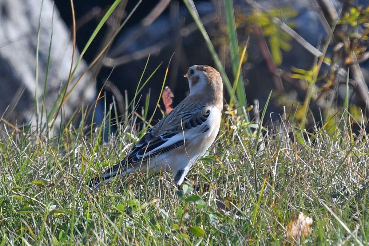 Snow Bunting - ML502341781