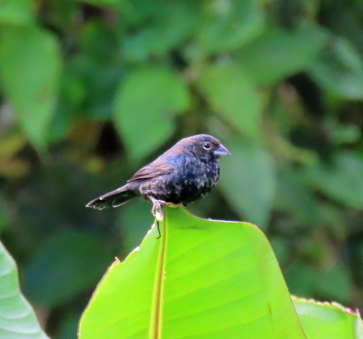 Blue-black Grassquit - ML502341791