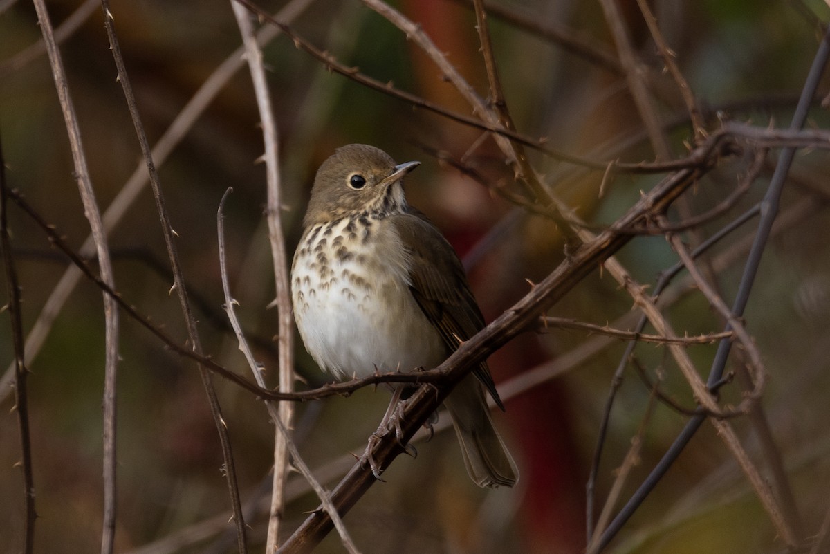 Hermit Thrush - ML502342531