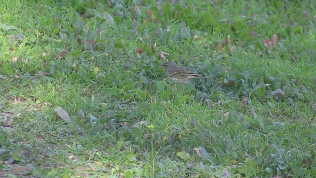 פפיון קנרי - ML502343771