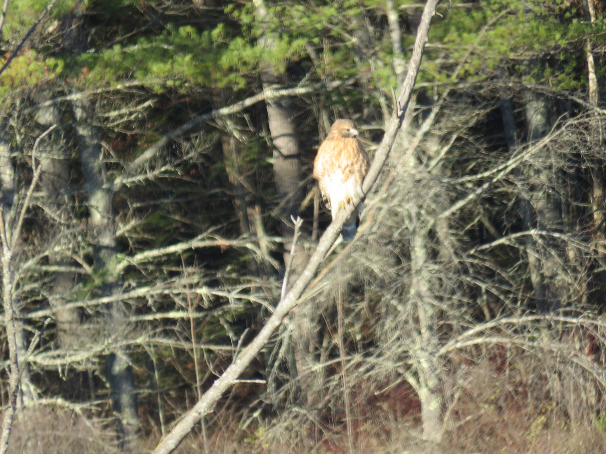 Red-shouldered Hawk - ML502344111