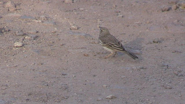 Berthelot's Pipit - ML502344291