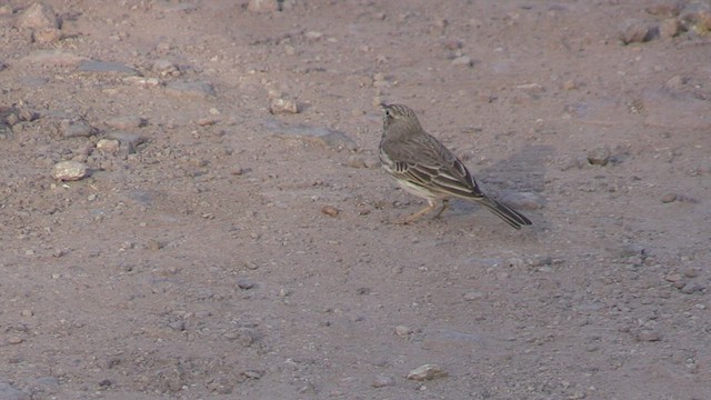 Pipit de Berthelot - ML502344291