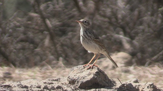 Pipit de Berthelot - ML502345001