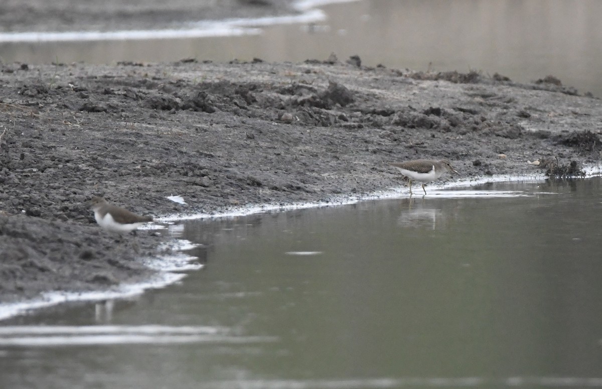 Common Sandpiper - Gabriel Jamie