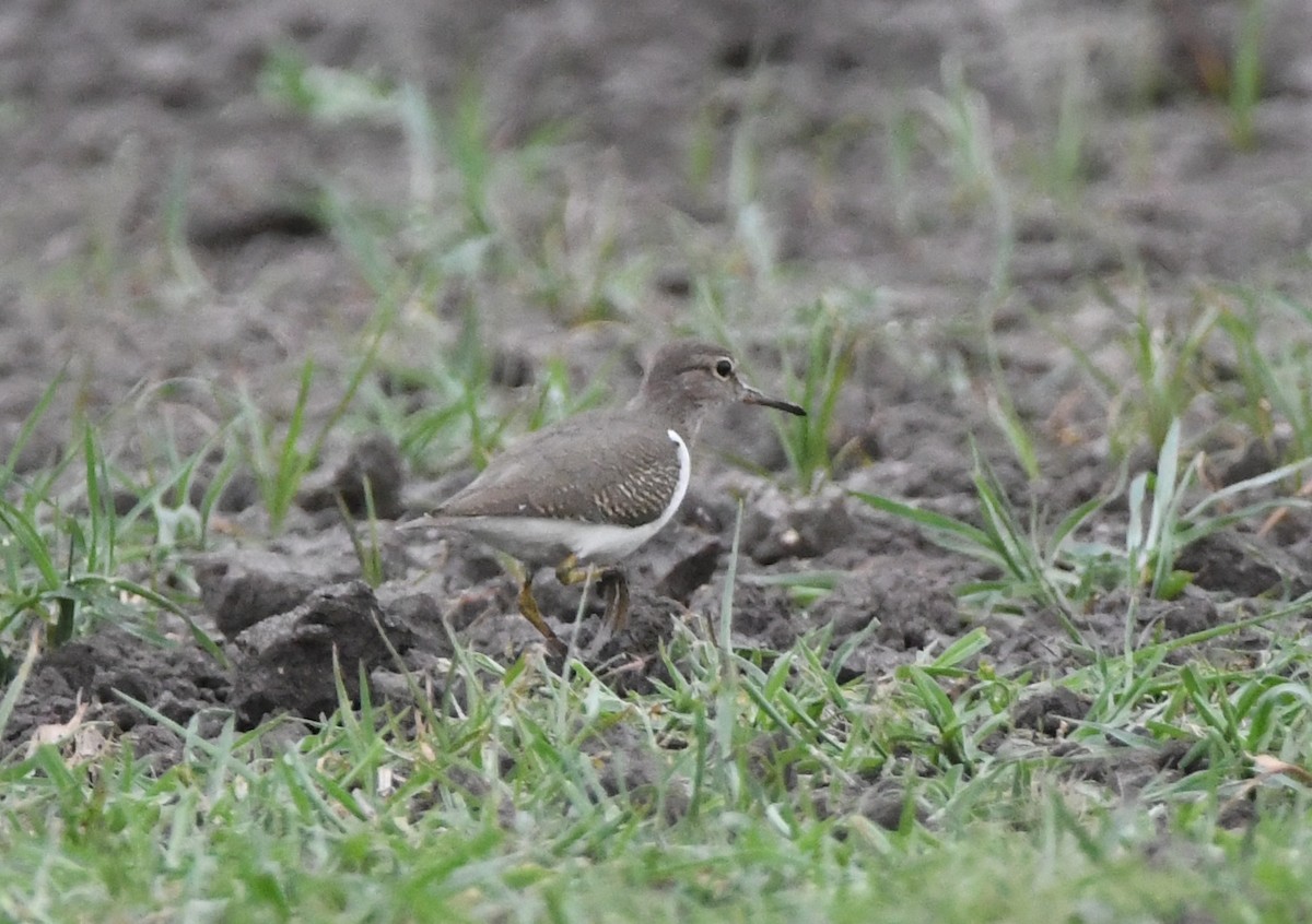 Common Sandpiper - Gabriel Jamie