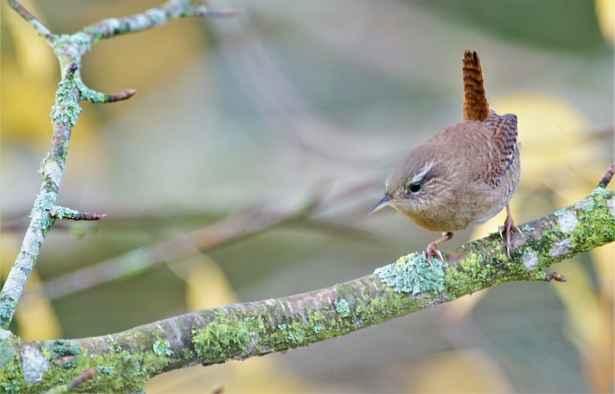 Eurasian Wren - ML502345261