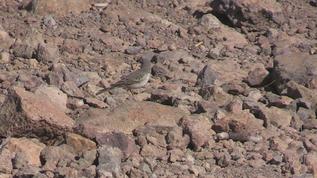 Berthelot's Pipit - ML502345641