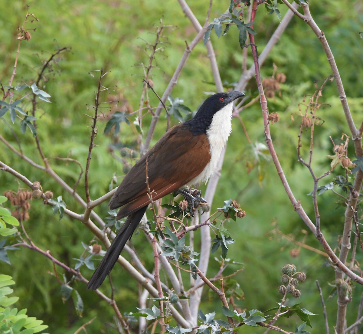 Coppery-tailed Coucal - Gabriel Jamie