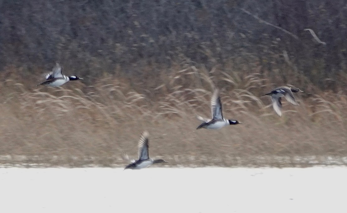 Hooded Merganser - ML502345881