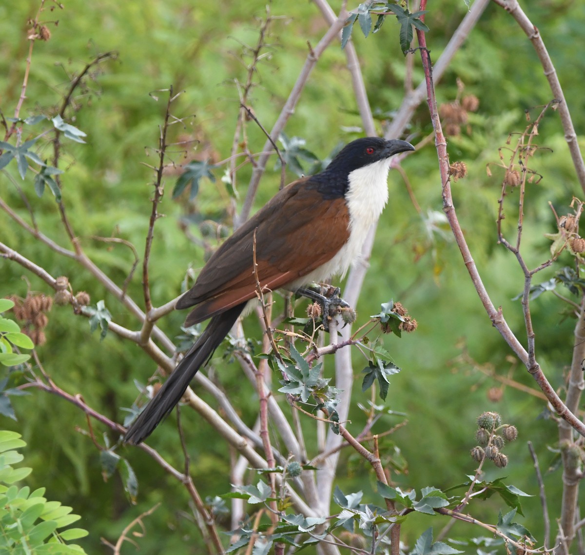 Coppery-tailed Coucal - Gabriel Jamie