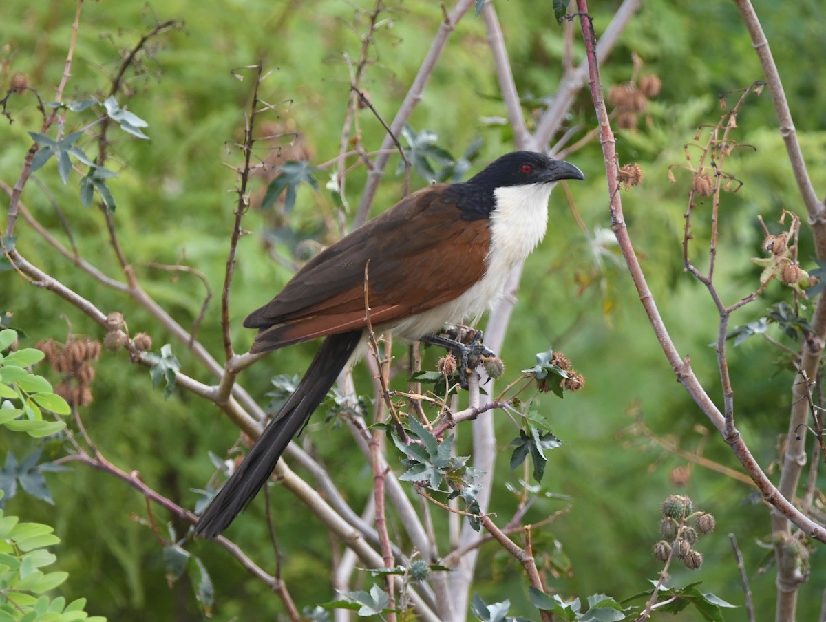 Coppery-tailed Coucal - Gabriel Jamie