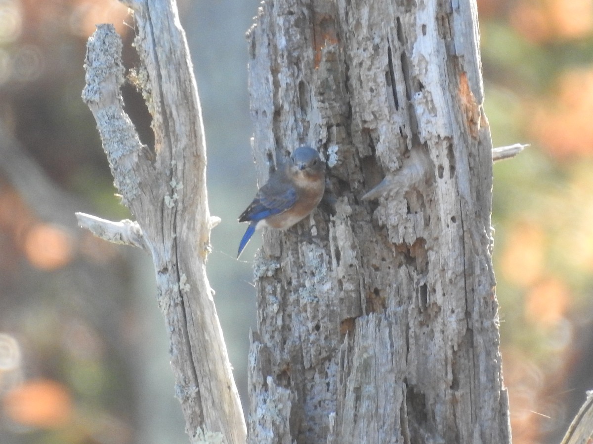 Eastern Bluebird - ML502346461