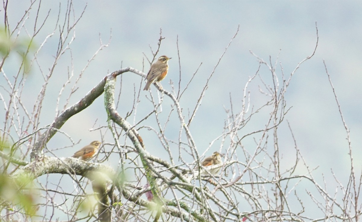 Redwing - ML502346511