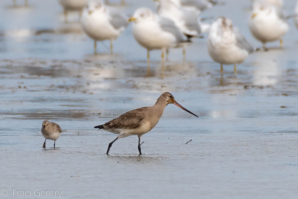 Hudsonian Godwit - ML502346681