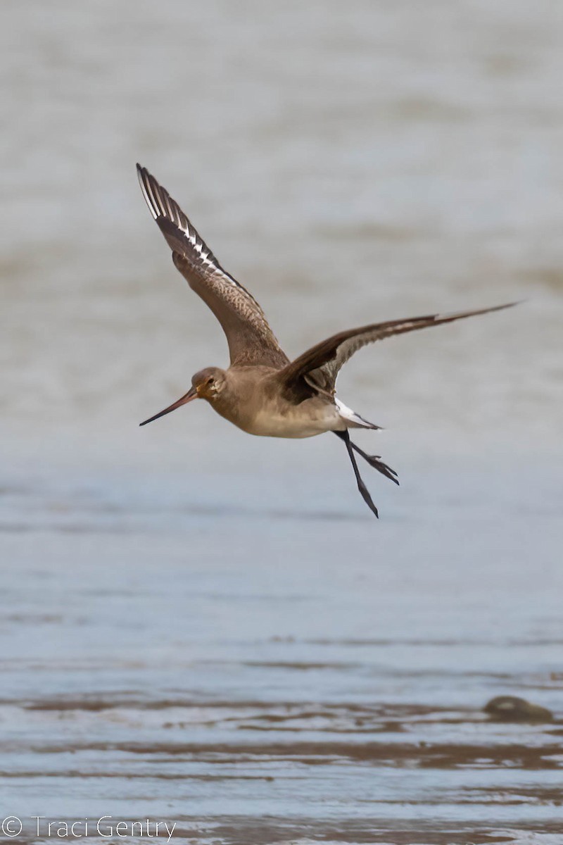 Hudsonian Godwit - ML502346691