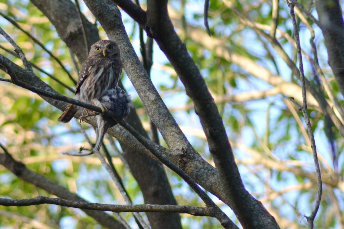 Ferruginous Pygmy-Owl - ML502347251