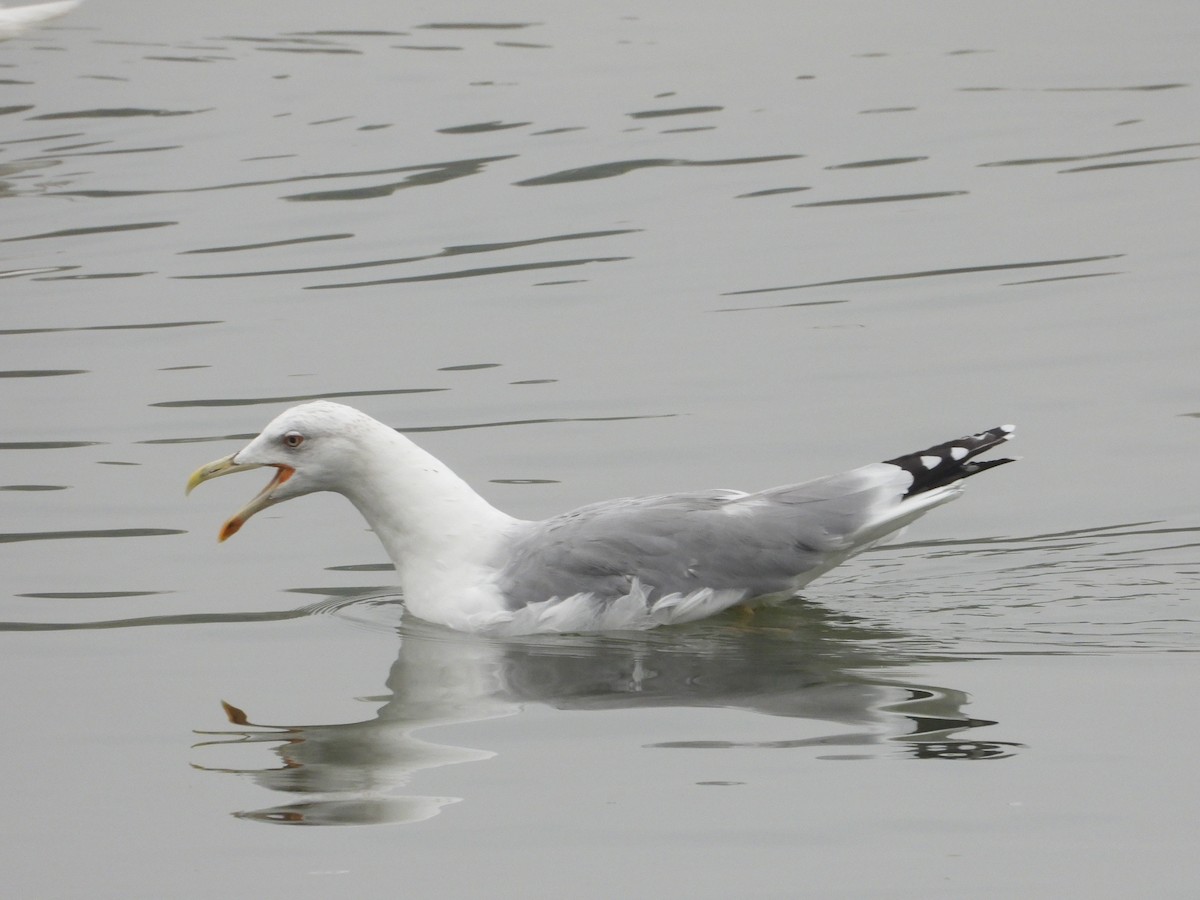 Yellow-legged Gull - Ivan V