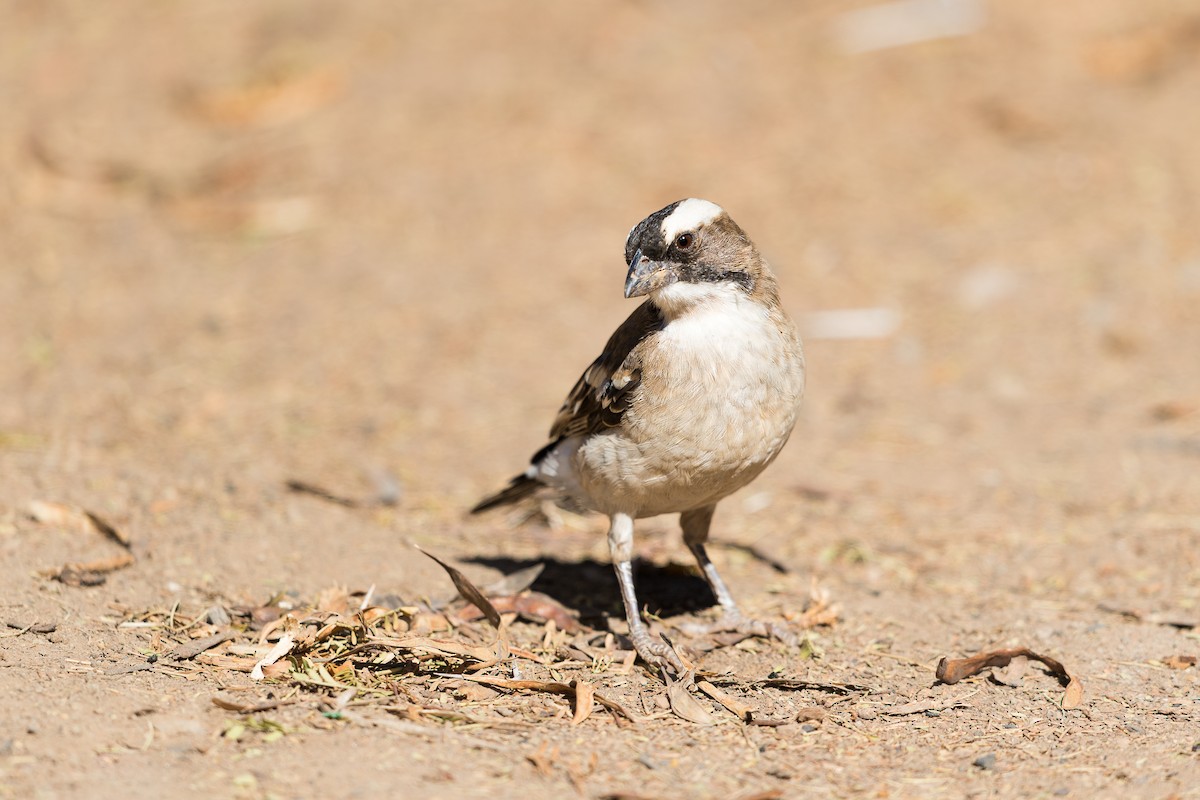 White-browed Sparrow-Weaver (White-breasted) - ML502348331