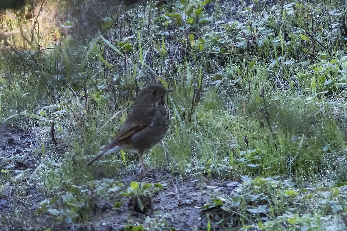 Hermit Thrush - ML502349661