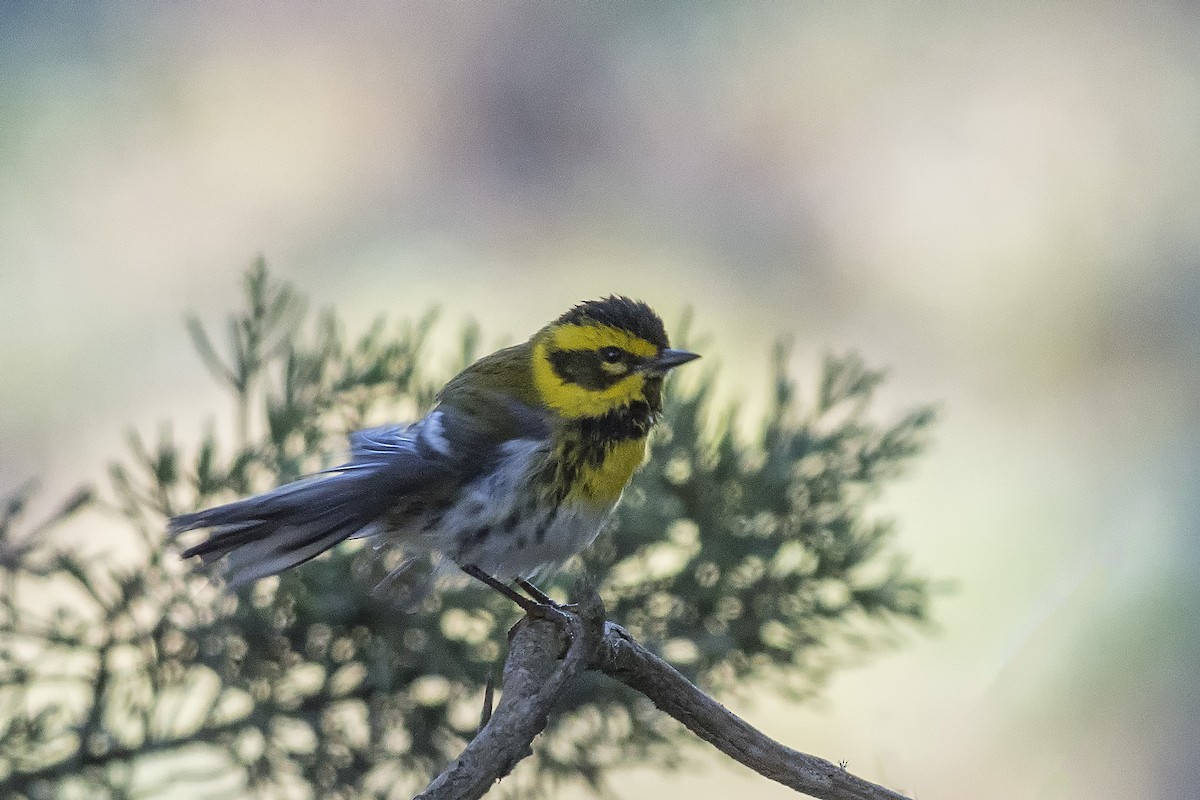 Townsend's Warbler - ML502349871