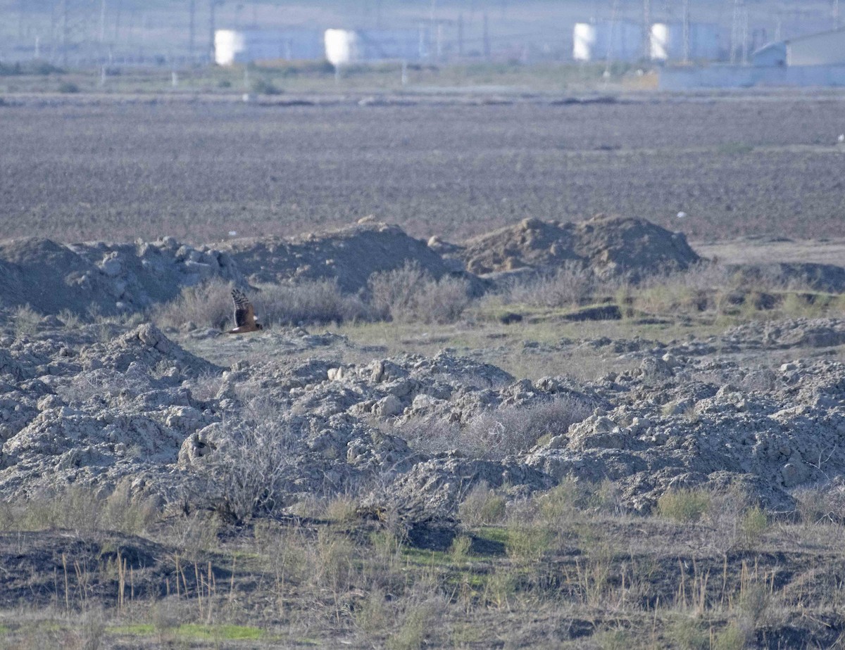 Pallid Harrier - ML502350161