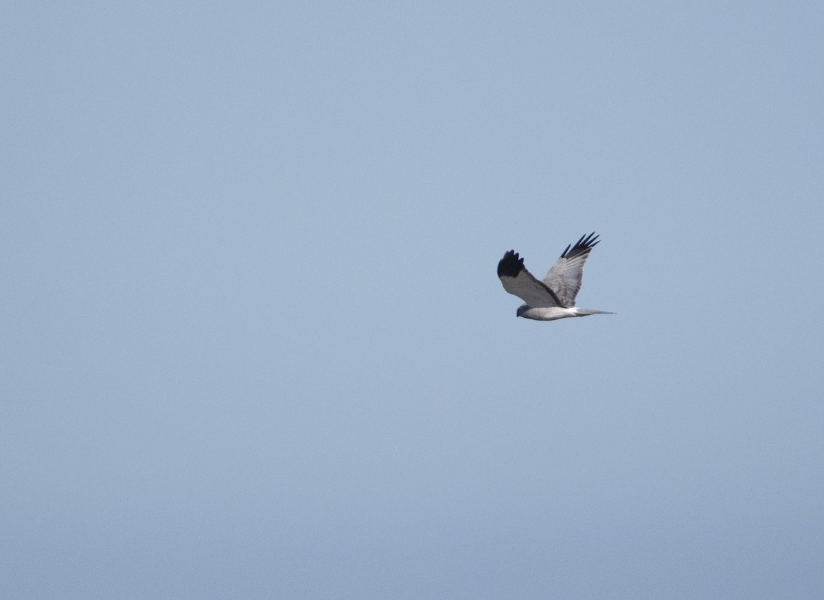 Aguilucho Pálido - ML502350201