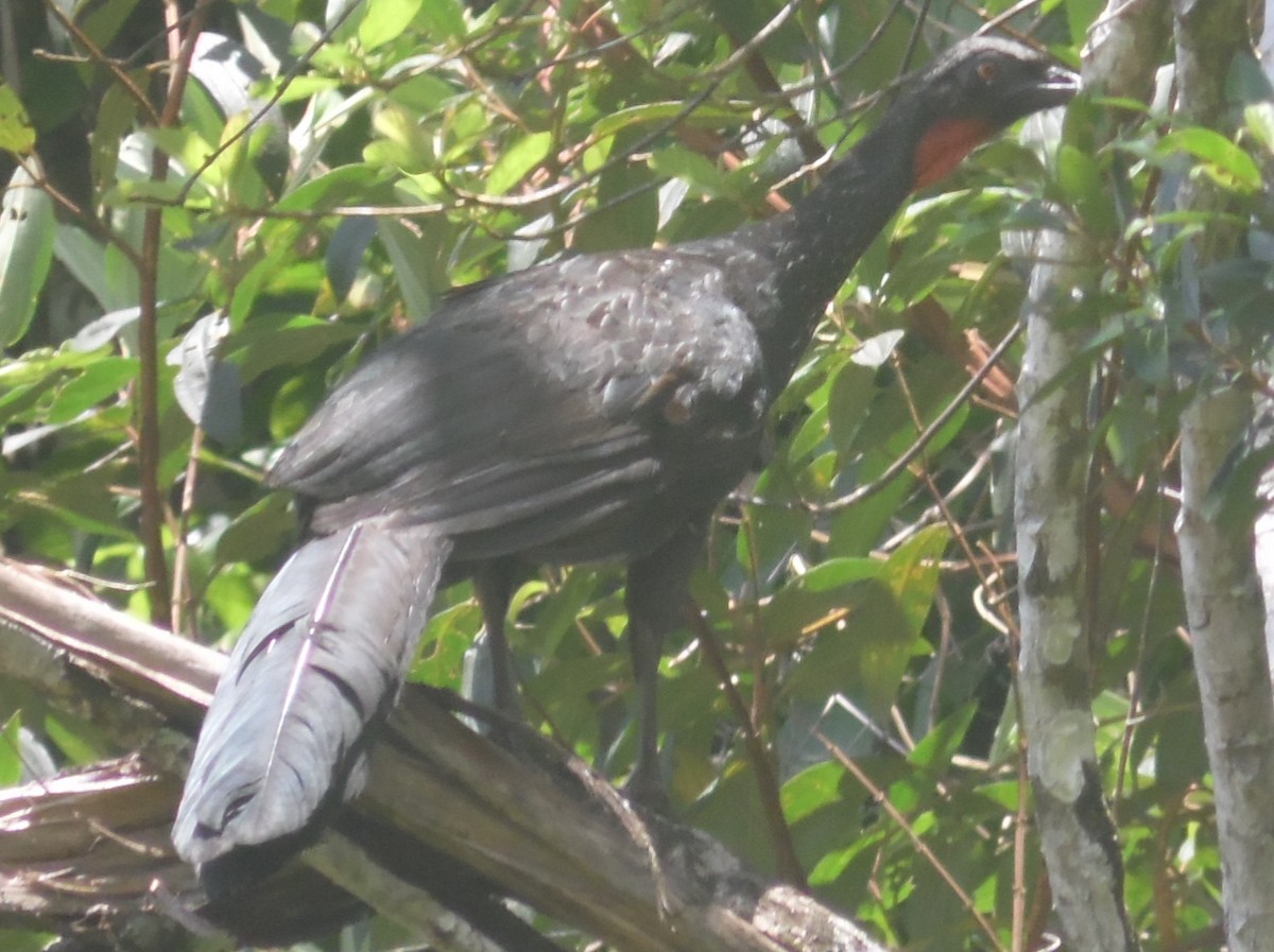 Dusky-legged Guan - ML502350791