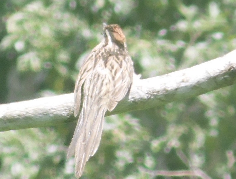 Striped Cuckoo - ML502350951