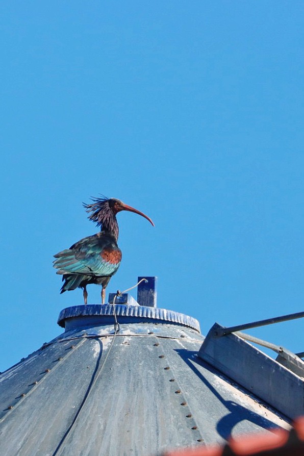 Northern Bald Ibis - ML502351681