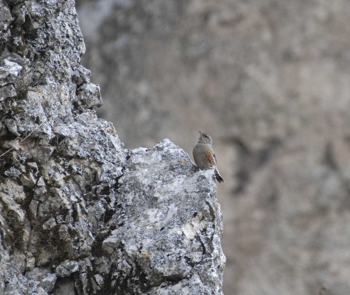 Alpine Accentor - Ed Stubbs