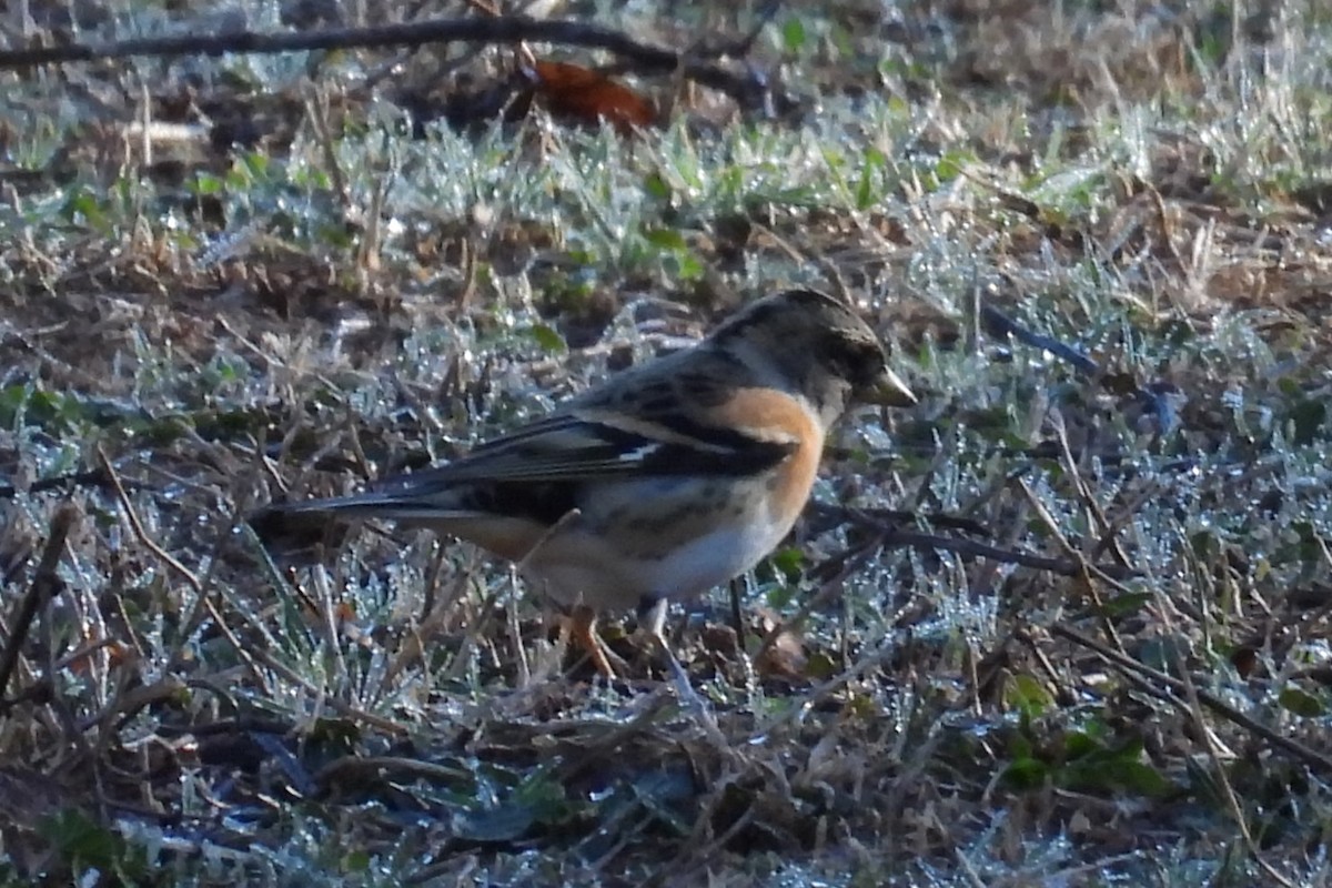 Brambling - ML502352071