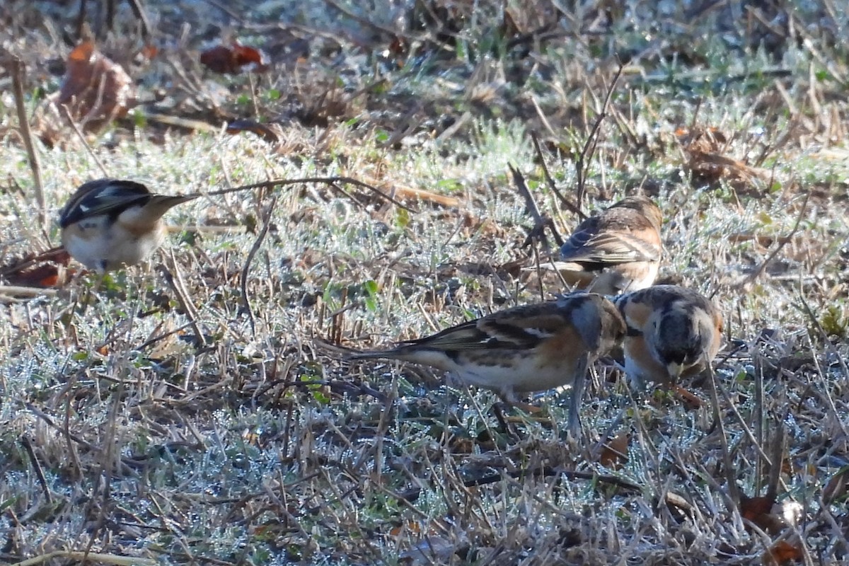Brambling - ML502352081