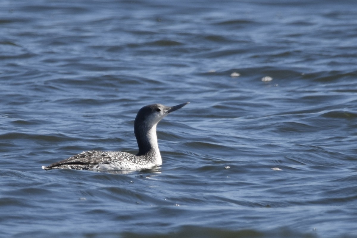 Red-throated Loon - ML502352621