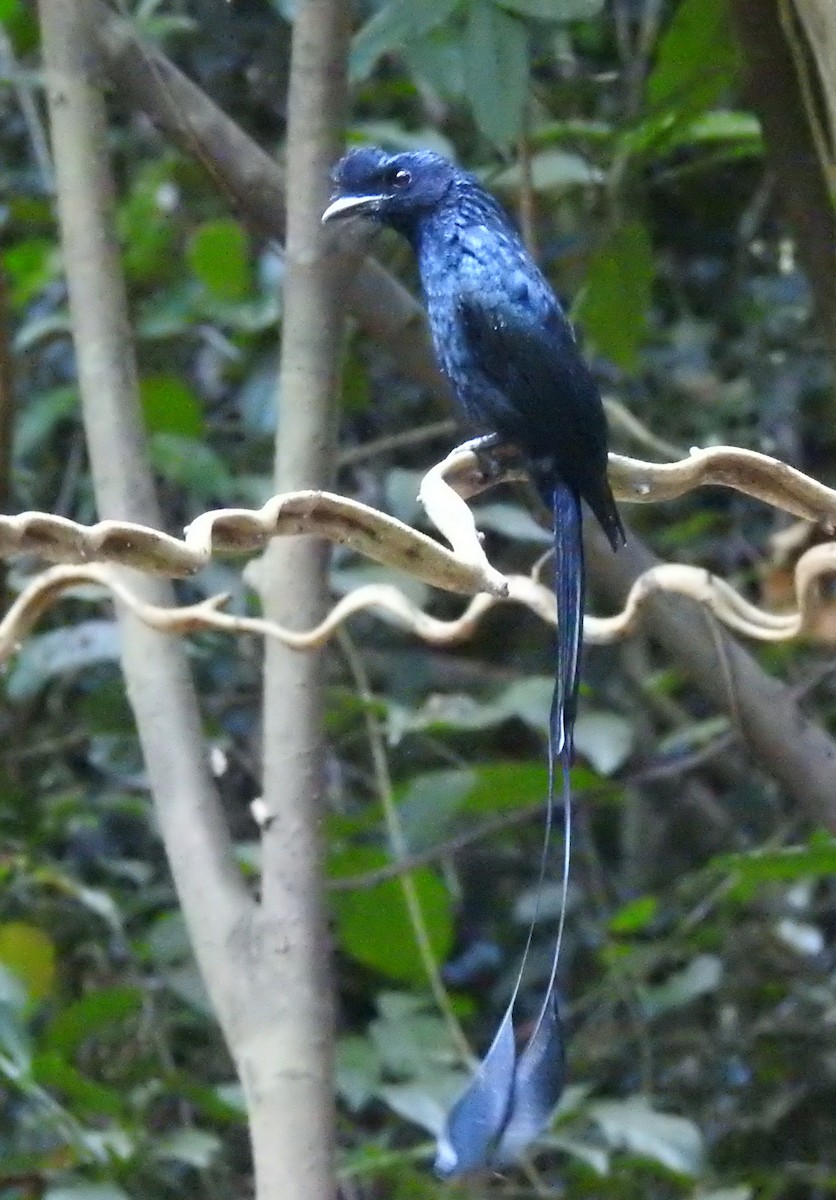 Greater Racket-tailed Drongo - ML502352731